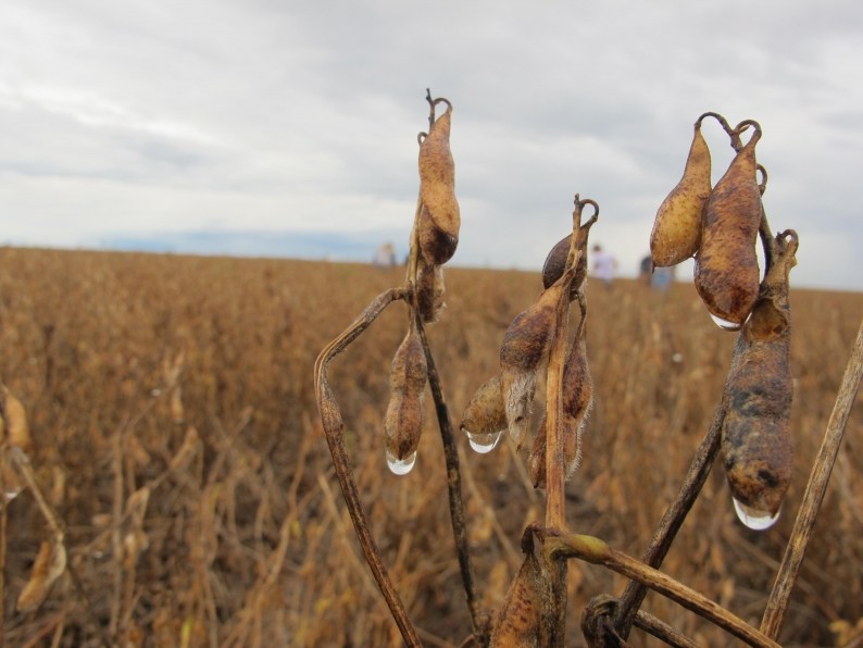 PrejuÃ­zos em Campo Novo do Parecis afetam 15 mil hectares de soja
