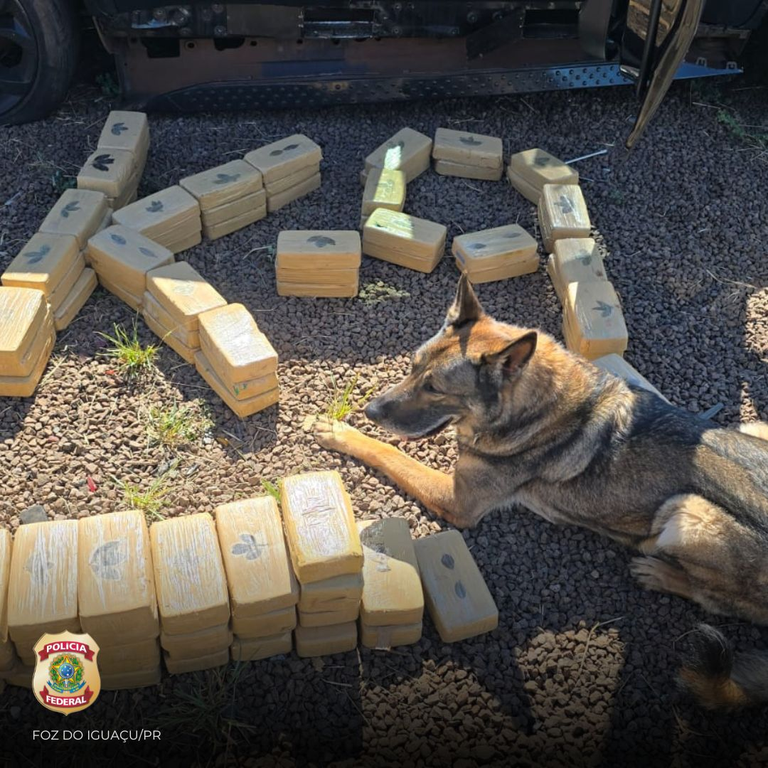 Cão policial se aposenta após sete anos de serviço na PF 