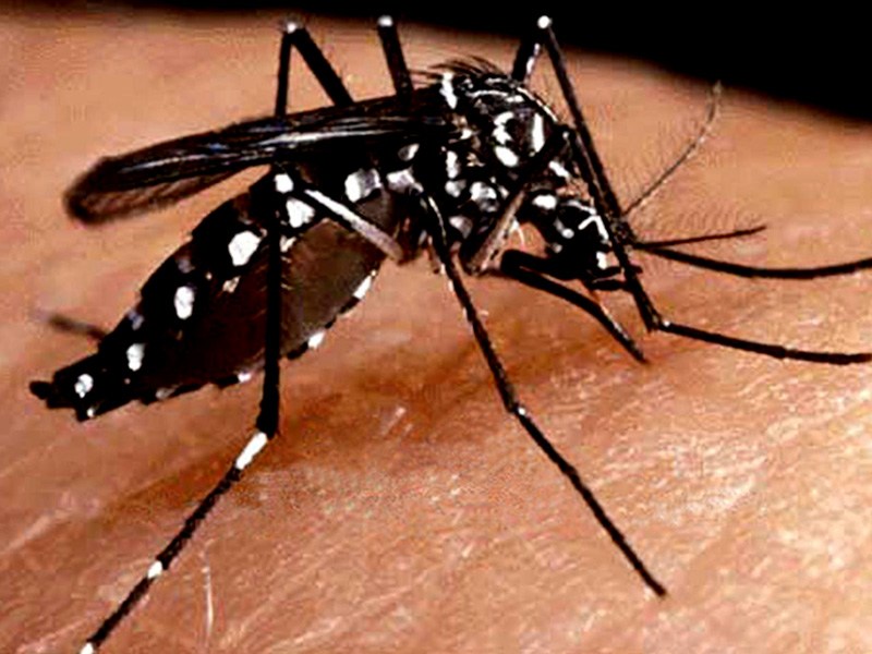 Registros de mortes por febre amarela aumentam cinco vezes em uma semana