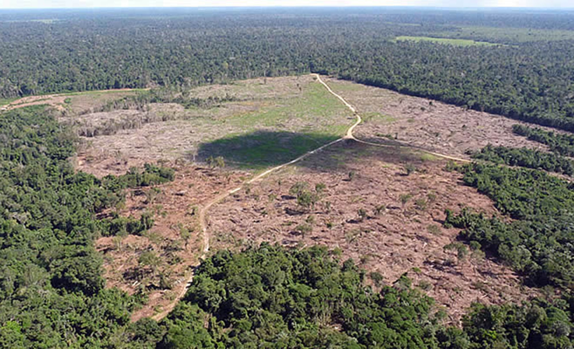 Desmatamento na Amazônia: STJ defere dano moral coletivo