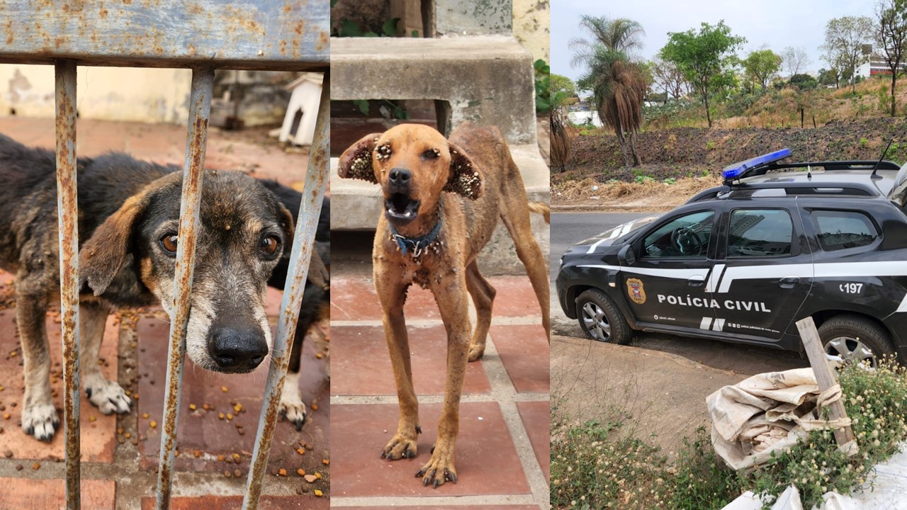 PC deflagra operação contra crime de maus-tratos a animais domésticos 
