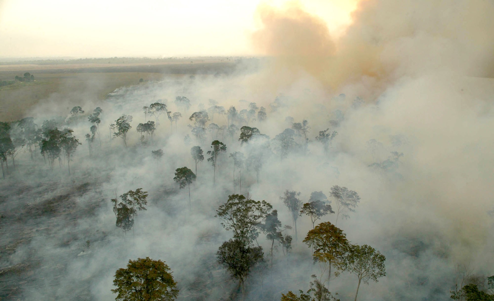 Governo de MT proíbe queimadas no Pantanal até 31 de dezembro