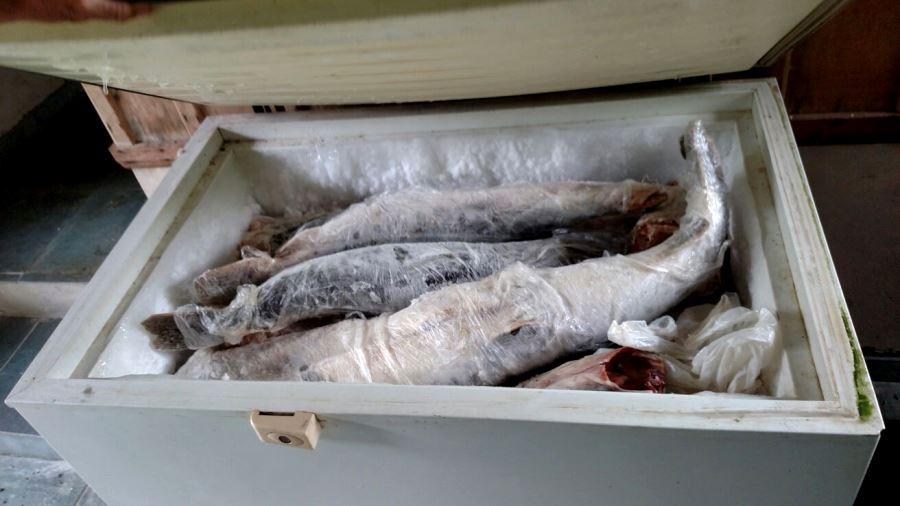 FiscalizaÃ§Ã£o mostra crescimento de 361% de pesca irregular em MT