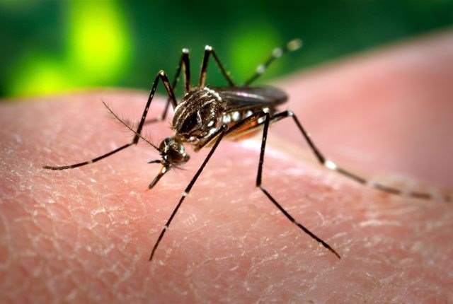 Hospital de Campanha para combate à dengue abre nesta segunda no DF