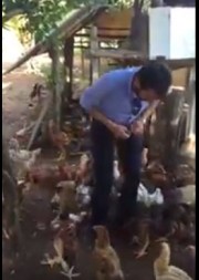 JAJAH COM MEDO DE 'PEGAR GALINHA'