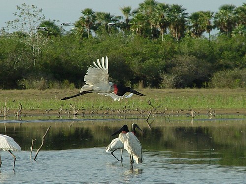Emendas da CMA garantem recursos para preservaÃ§Ã£o do Pantanal 