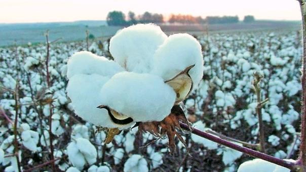 Mato Grosso amplia cultivo de girassol, feijÃ£o, arroz, milho e algodÃ£o