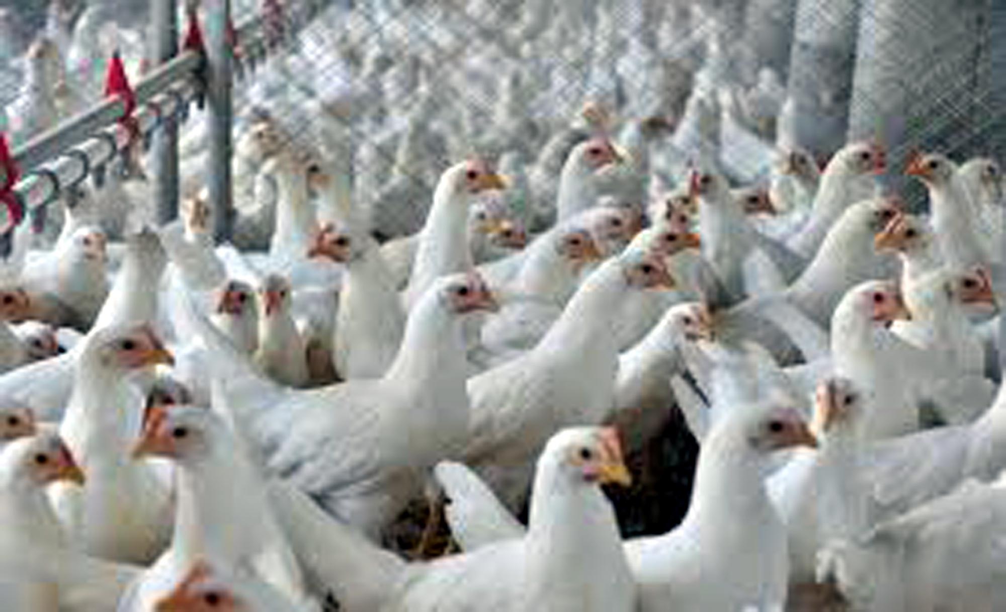 China, UE e Argentina suspendem compras de carne de frango do Brasil