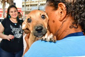Férias chegam e trazem um dilema: viajar ou não com os pets?
