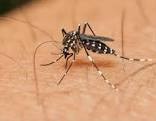 Vírus zika pode voltar a se replicar após recuperação, aponta estudo