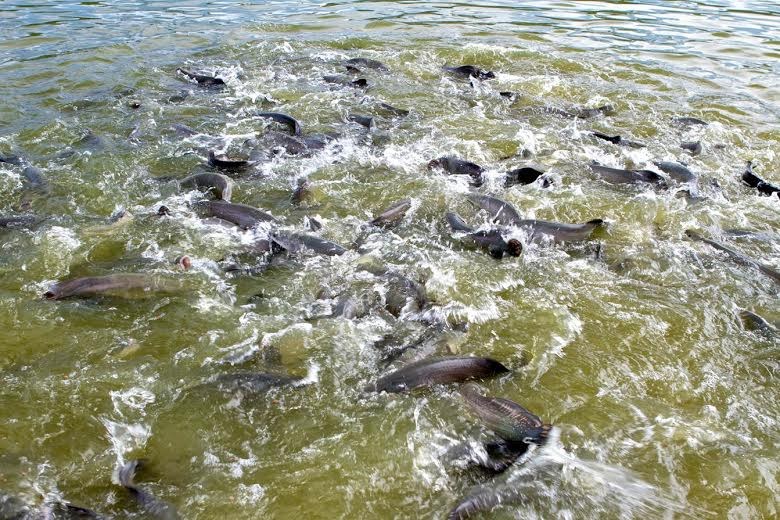 PGR pede novas informações à AGU sobre polêmica lei da pesca de MT 