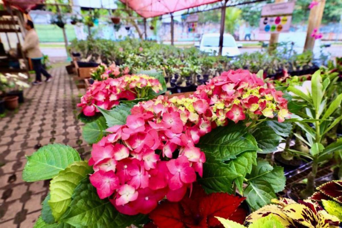 4º FESTIVAL DAS FLORES