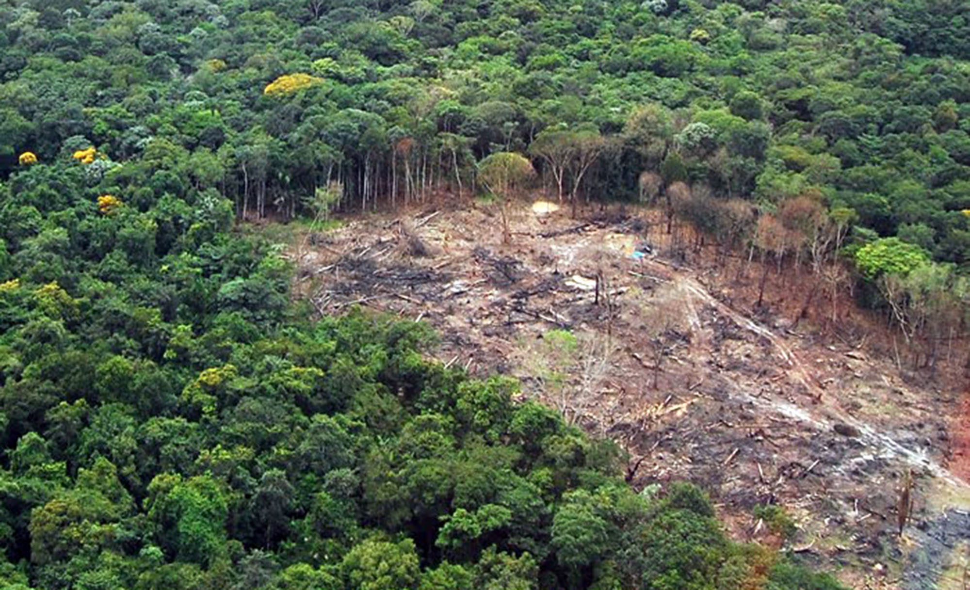 PF mira desmatamento equivalente a mais de 15 mil campos de futebol 