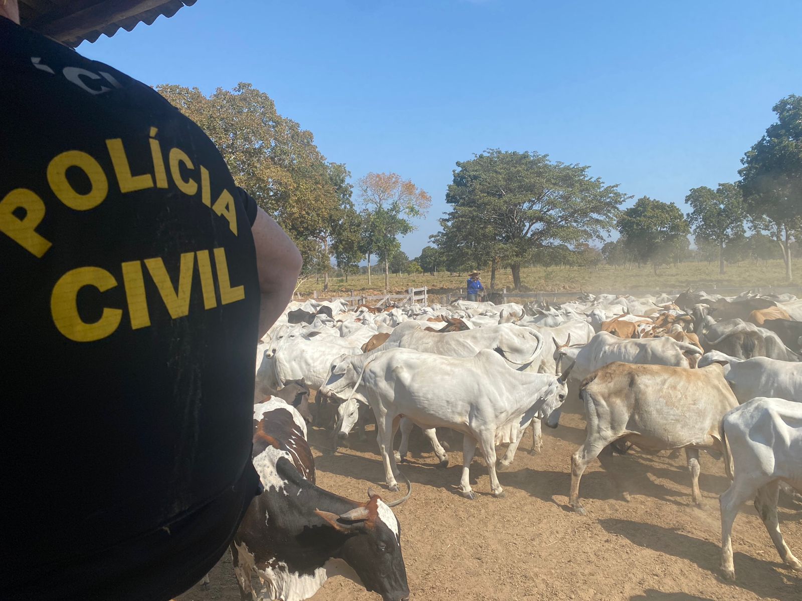 Polícia Civil recupera gado e fazendeiro suspeito pelo furto está foragido
