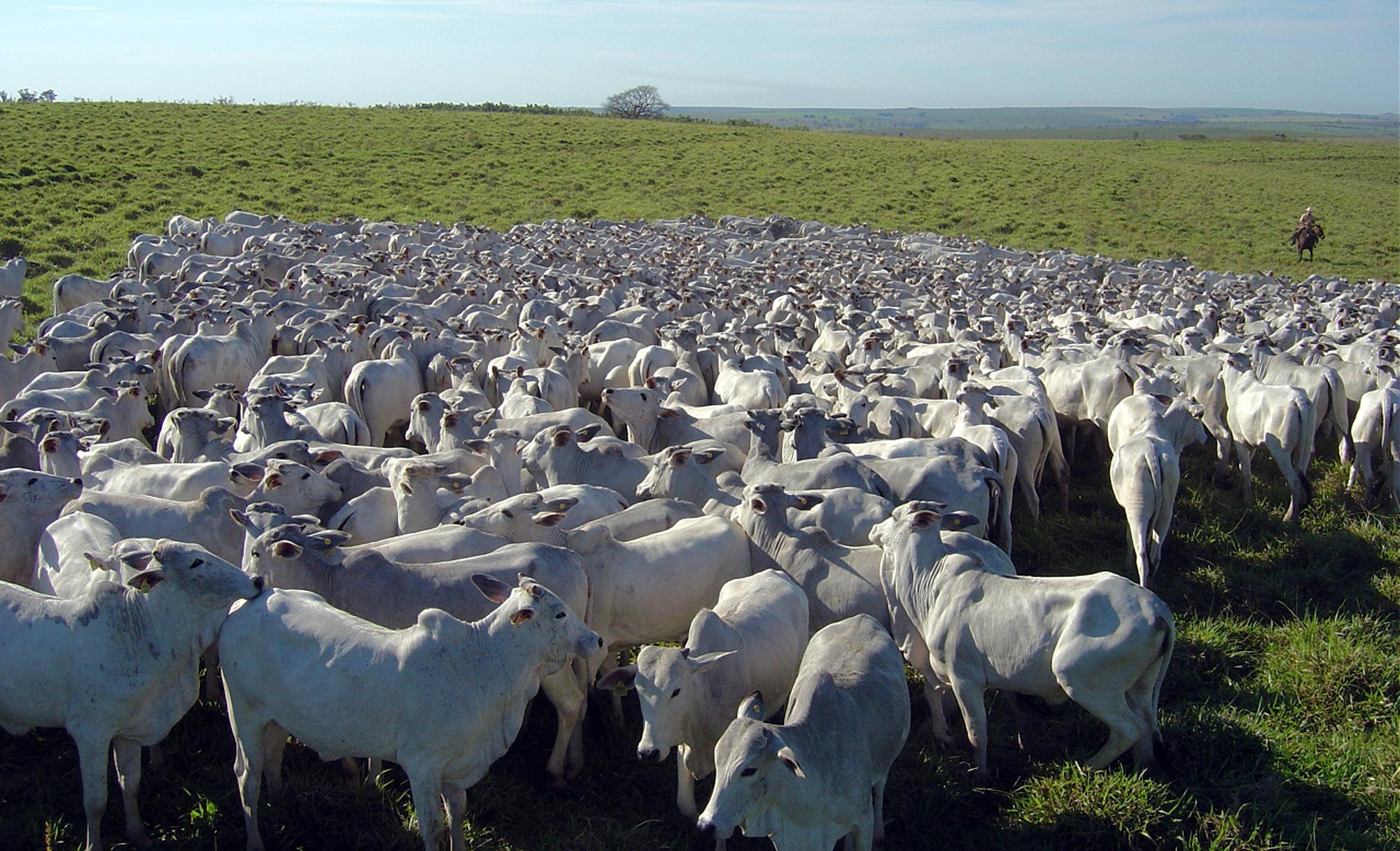 Indea destaca: MT fecha 2025 com 31,6 milhões de bovinos