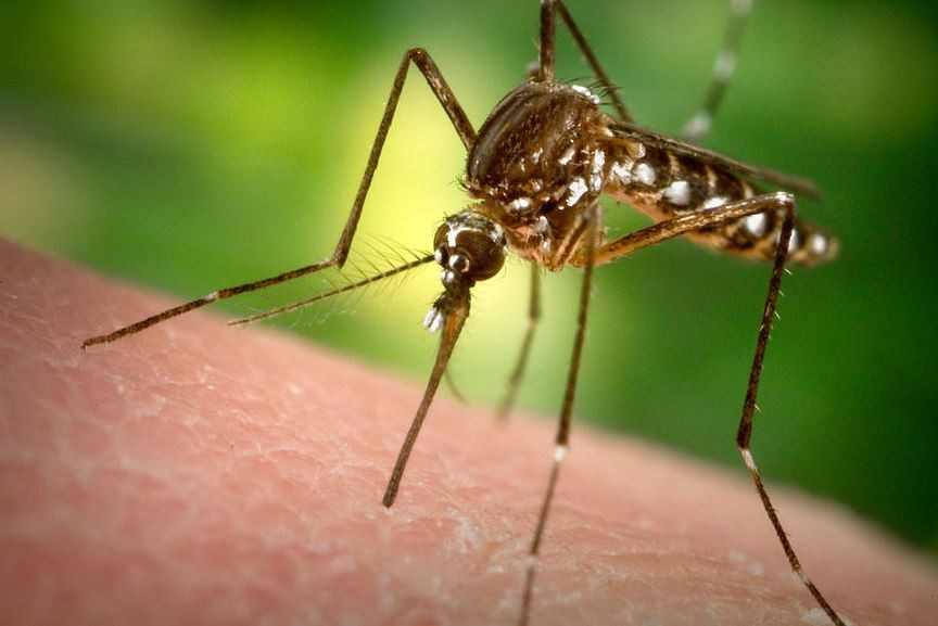 SaÃºde de VG alerta sobre surto de febre chikungunya; 2,3 mil casos 